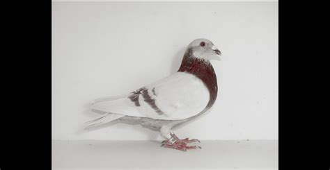 PRF 2011 1030 Janssen Mealy Cock | Pigeons Australia Sales