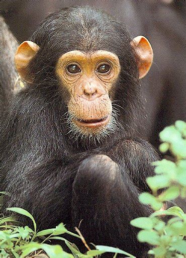 primates.com : great apes : chimpanzee : Pan troglodytes