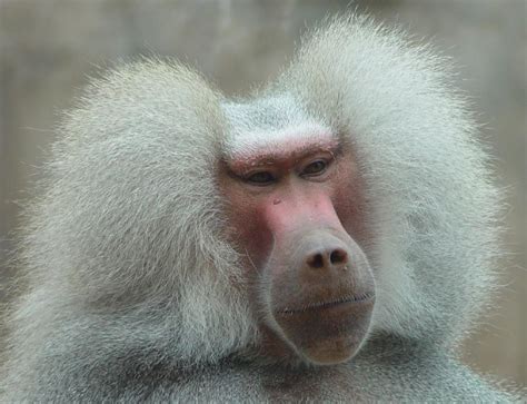 primates.com : Hamadryas Baboon : Papio hamadryas