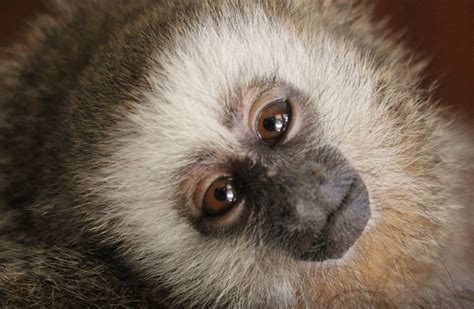 Primates: ¿Cuál es la situación de estas especies en el Perú?