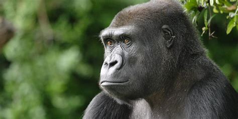 Primates Exhibit | Smithsonian s National Zoo