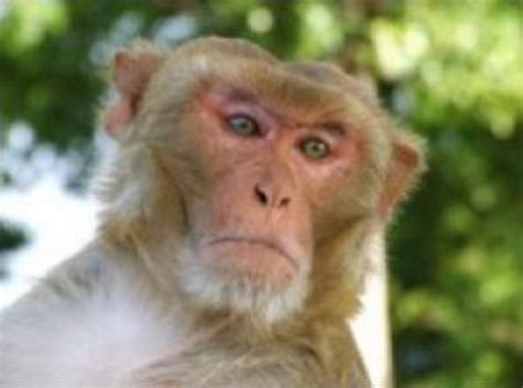 Primates Expect Others To Act Rationally    ScienceDaily