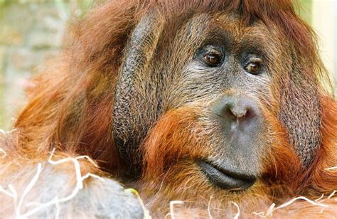 Primates | Qué son, información, hábitat, dónde viven ...