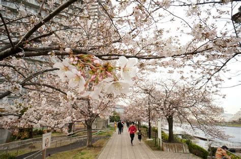 Primavera en Japón: Viajes, ropa y clima de marzo a mayo ...
