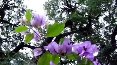 Primavera   Flor de cor intensa   YouTube