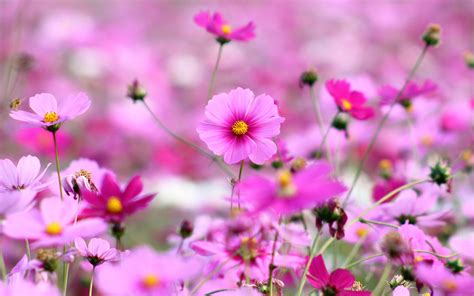 Primavera florescendo flores rosa Papéis de Parede ...