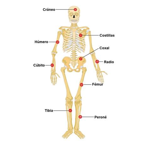 Principales huesos del cuerpo humano | Saber es práctico