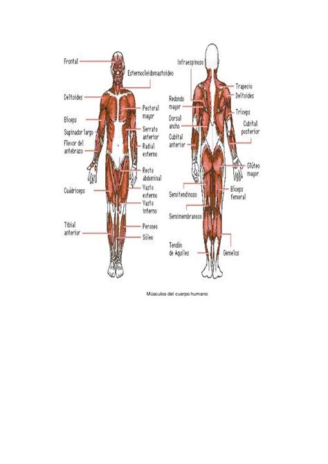 Principales musculos del_cuerpo_humano