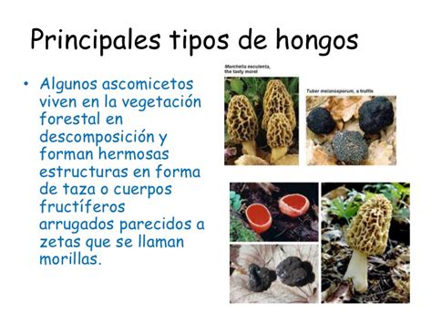 Principales tipos de hongos