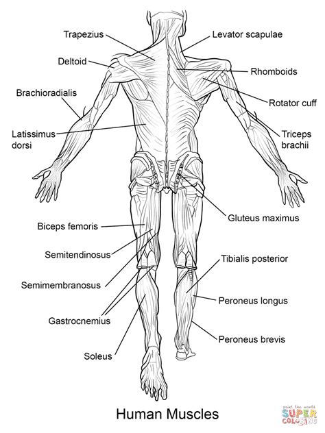 Printable Muscles Of The Human Body   Human Body Anatomy ...