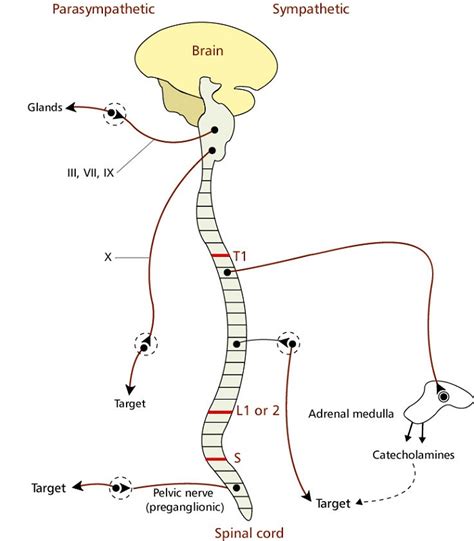 Printable Nervous System Diagrams | Diagram Site