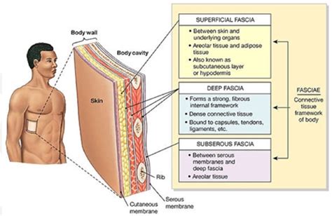 Pro Chiropractic: What is Fascia and Why is it Important?