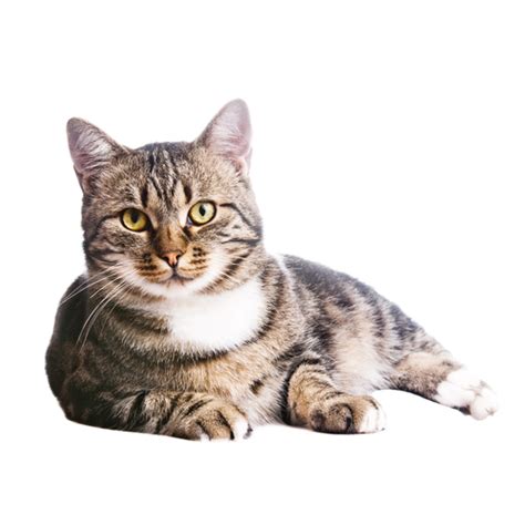 Problemas con el pienso de gatos esterilizados   Wikipets
