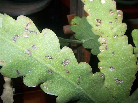 Problemas, plagas y enfermedades de cactus epifitos