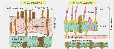 Procariotas: Bacterias, Micoplasmas y Algas Cianofilas ...