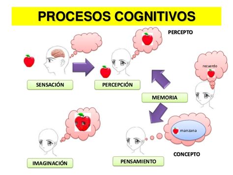 Procesos Cognitivos
