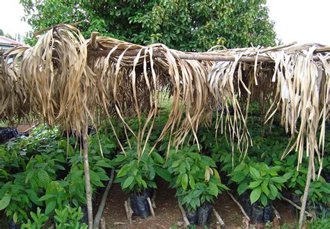 Producción de Plantas de Cacao en Vivero | La producción ...