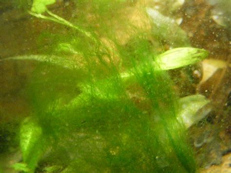 Productos para eliminar las algas del acuario   Exofauna