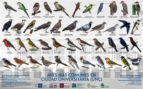 Programa Sustentabilidad Ambiental: Afiche: Aves más ...