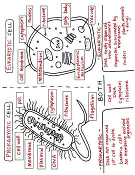 Prokaryotic & Eukaryotic Cells Science Doodles Interactive ...
