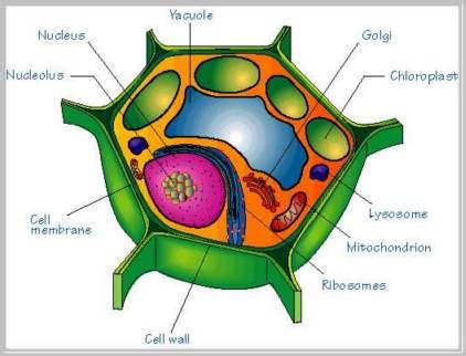 Prokaryotic vs. Eukaryotic Cells – What are the ...