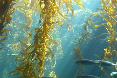 Propiedades, beneficios y efectos secundarios del Alga Kelp