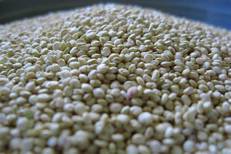 Propiedades de la quinoa