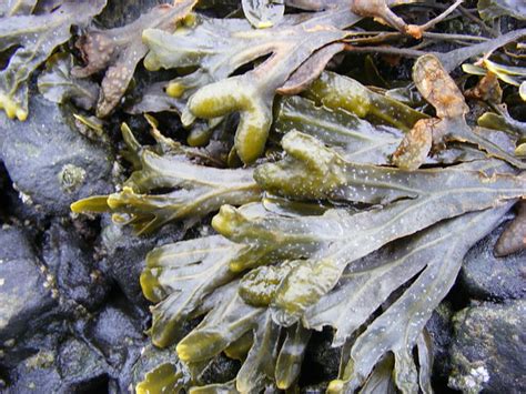 Propiedades del alga fucus para adelgazar ...