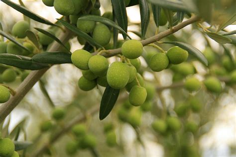 Propiedades del olivo | Plantas