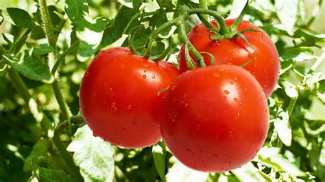 Propiedades del tomate: Adelgazar con sabor   BajardePeso.pe