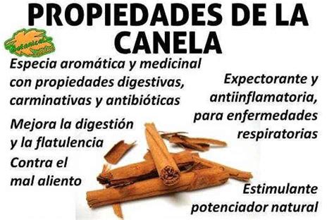propiedades medicinales y beneficios de la canela cinnamon ...