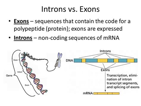 Protein Synthesis.   ppt video online download