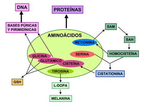 Proteínas: Cuadros sinópticos y comparativos | Cuadro ...