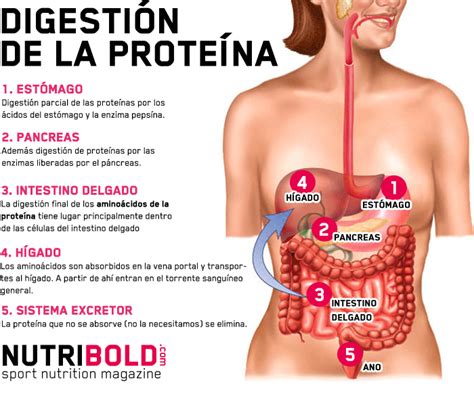 Proteínas vs Aminoácidos: ¿Es mejor consumir proteína o ...