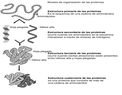 Proteinas y su Estructura