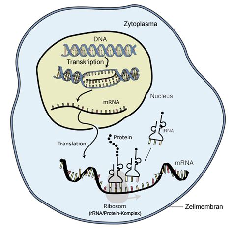 Proteinbiosynthese – Wikipedia