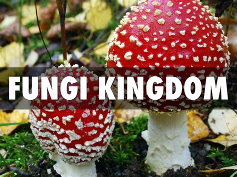 Protista and Fungi Kingdom by Ivy Koh