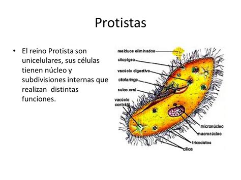 Protistas El reino Protista son unicelulares, sus células ...