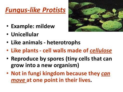 PROTISTS AND FUNGI.   ppt video online download