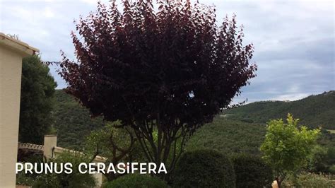 Prunus cerasifera. Garden Center online Costa Brava ...