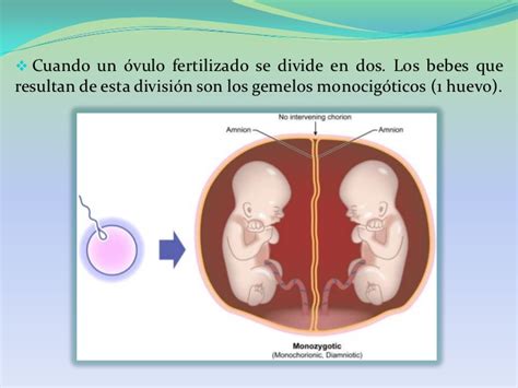 PsicOlOgìa del DesarrOllO  Etapa prenatal