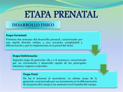 PsicOlOgìa del DesarrOllO  Etapa prenatal