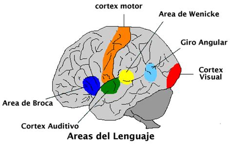 Psicólogos en línea: El proceso del Lenguaje en el Cerebro
