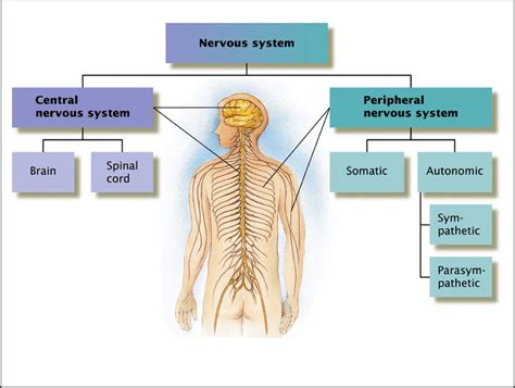 Psychlopedia Spinal Cord