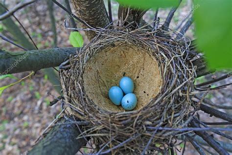 Ptačí hnízdo s vejci modré — Stock Fotografie © drakuliren ...