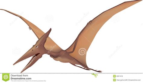 Pterodactyl Royalty Free Stock Images   Image: 6957419