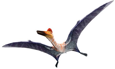 Pterodactylus | Dinopedia | FANDOM powered by Wikia