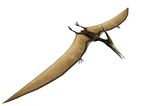Pterodactylus dinosaur 3d model 3dsMax files free download ...