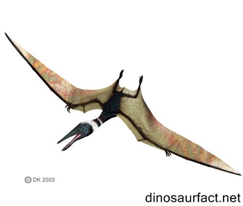 Pterodactylus dinosaur