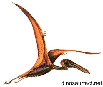 Pterodactylus dinosaur
